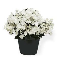 Bougainvillea White Outdoor Flowering Plant in Pot – Live Plant with Pot
