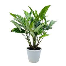 Calathea Concinna Freddie Plant With Pot