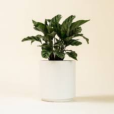 Calathea Concinna Plant With Ceramic Pot