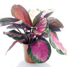 Calathea Corona Pink(Calathea Roseopicta) Plant With Pot