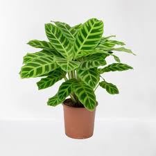 Calathea Zebrina / Maranta Plant With Pot