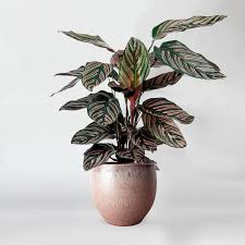 Calathea ornata (Pink stripes) Plant With Pot
