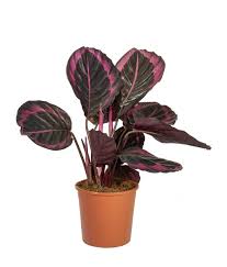 Calathea roseopicta medallion, Calathea marion Plant With Pot