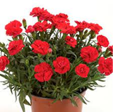 Carnation Red Plant With Pot