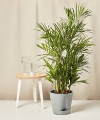 Parlor Palm / Table Palm Plant – With Self Watering Pot
