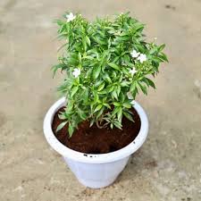 Chandani White Flower Plant with Pot