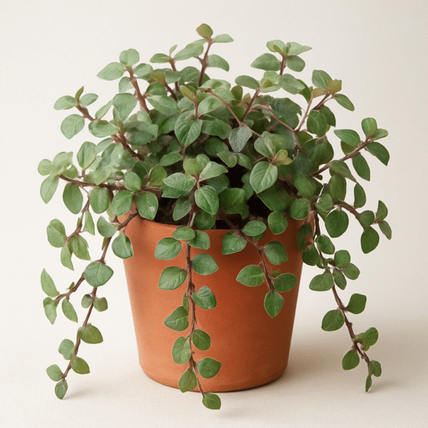 Turtle Vine, Callisia Repens Plant – With Pot