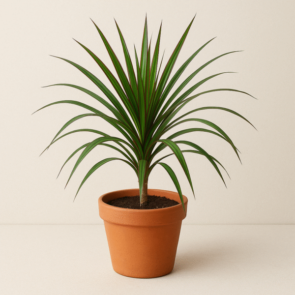 Victoria plant,Dracaena Plant with Pot