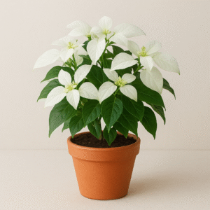 White Mussaenda Dwarf Flower Plant with Pot