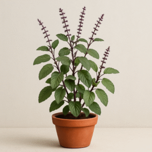 Krishna Tulsi Plant, Holy Basil (Black) Plant – With Pot