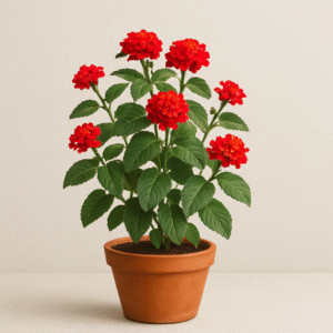Lantana Camara Red Plant – with Pot
