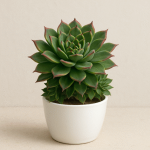 Laxmi Kamal – Succulent Plant with Ceramic Pot