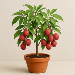 Litchi Tree (Grafted), Lychee Fruit Plant – With Pot
