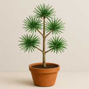 London Pine, Japanese Umbrella Pine Plant – with Pot
