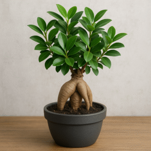 Lucky Leafy Ficus Bonsai Ginseng Live Plant with Pot