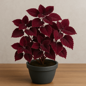 Maroon Coleus Ornamental Plant – with Pot