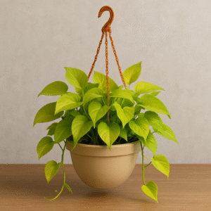 Money plant golden (Hanging Basket) – with Pot