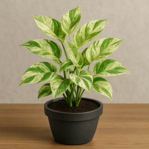Money Plant Marble Prince  – With Pot