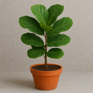 Ficus Lyrata Fiddle Leaf Plant with Pot