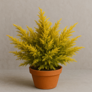 Golden Juniper Ornamental Plant With Pot
