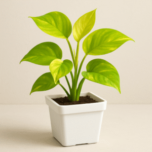 Golden Money Plant – With Square Plastic Pot