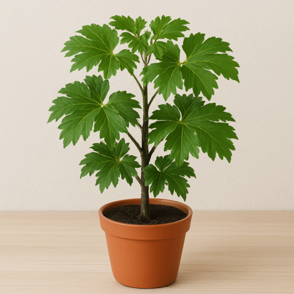 Green Aralia Indoor Plant with Pot