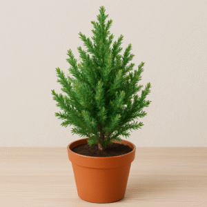 Green Juniper Ornamental Plant, Junipers Plant with Pot