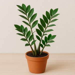 Green ZZ Zamioculcas Zamifolia Plant