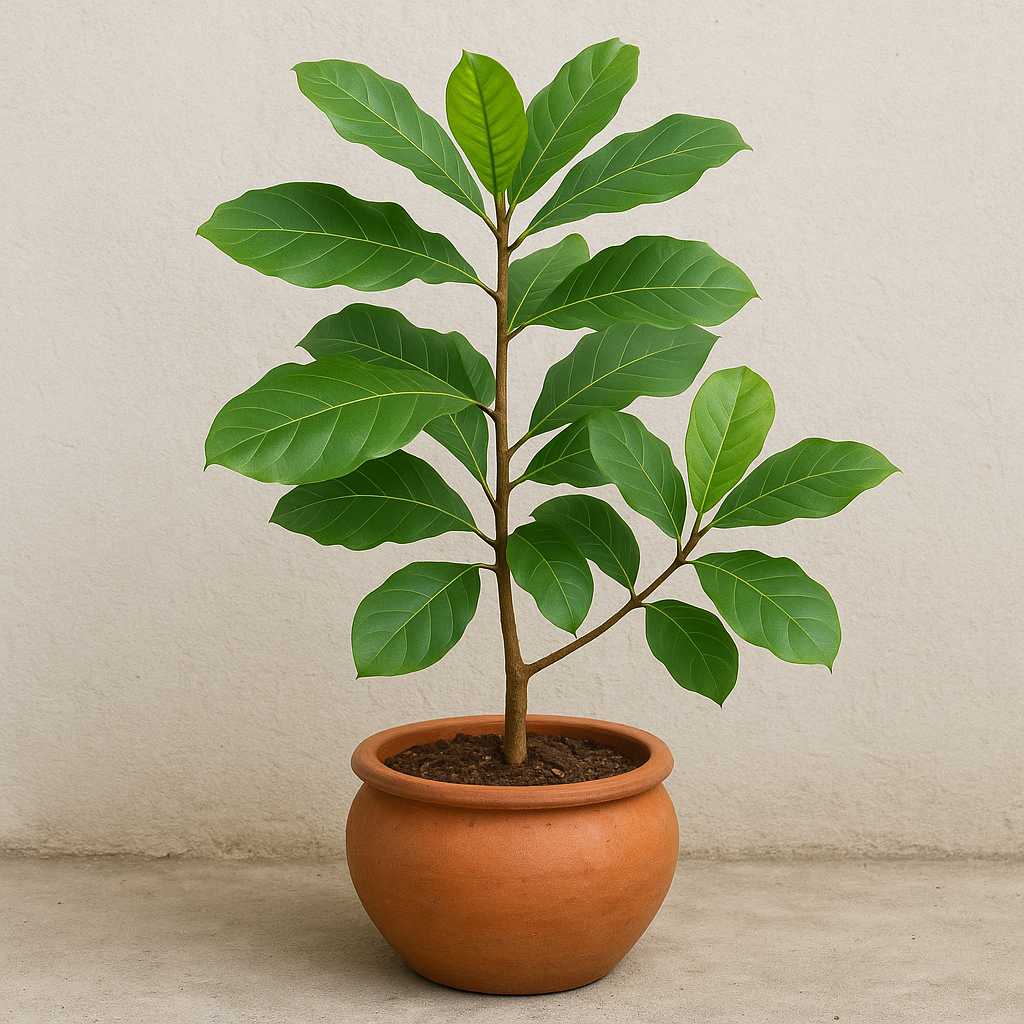 Indian Almond Tree (Badam Tree) indoor/outdoor plant in pot for home garden, balcony, and office décor in Lucknow