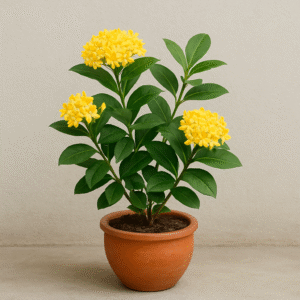 Ixora Yellow Flower Plant with Pot