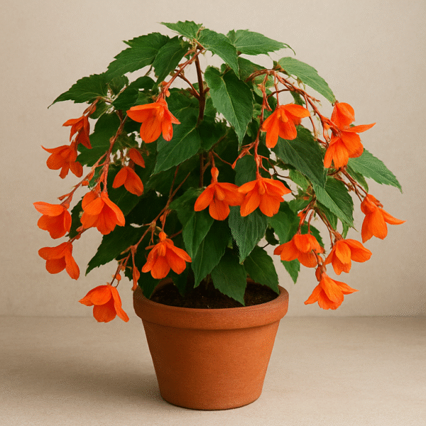 Begonia Venusta (Orange Flame Vine) Plant in Pot