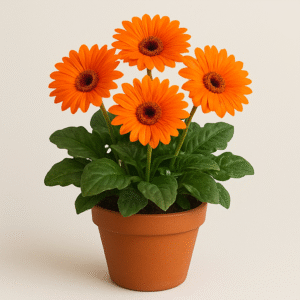 Gerbera Daisy orange flowering plant in pot, ornamental indoor and outdoor plant for home and garden in Lucknow