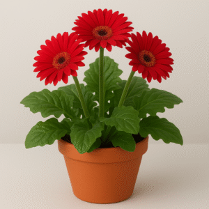 Gerbera Daisy red flowering plant in pot, ornamental indoor and outdoor plant for home and garden in Lucknow