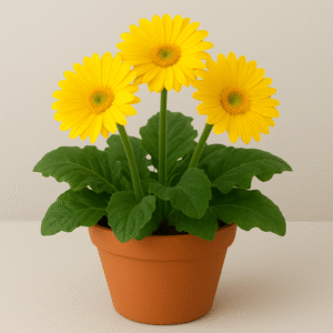 Gerbera Daisy yellow flowering plant in pot, ornamental indoor and outdoor plant for home and garden in Lucknow