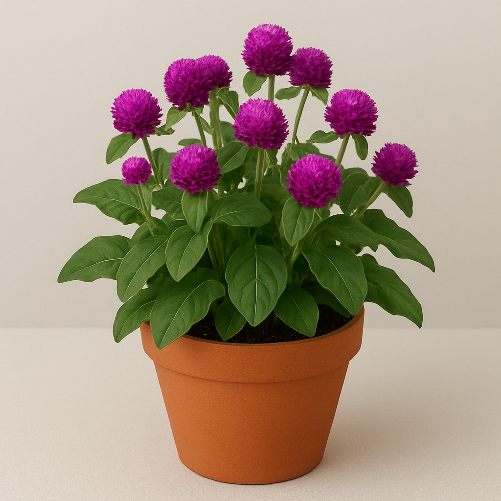 Gomphrena (Globe Amaranth) flowering plant in pot, ornamental hardy plant for home and garden in Lucknow