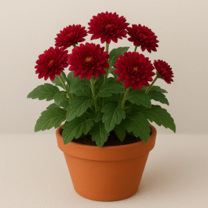 Guldaudi (Chrysanthemum) maroon flowering plant in pot, seasonal ornamental plant for home and garden in Lucknow