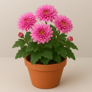 Guldaudi (Chrysanthemum) pink flowering live plant in pot, seasonal ornamental plant for home and garden in Lucknow