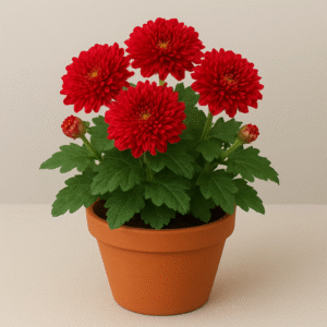 Guldaudi (Chrysanthemum) red flowering plant in pot, seasonal ornamental plant for home and garden decoration in Lucknow