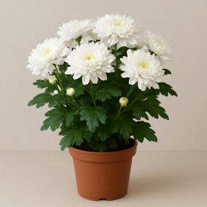 Guldaudi (Chrysanthemum) white flowering plant in pot, ornamental seasonal plant for home and garden decoration in Lucknow