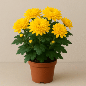 Guldaudi (Chrysanthemum) yellow flowering plant in pot, ornamental seasonal plant for home and garden decoration in Lucknow
