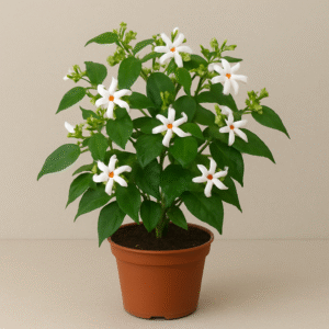 Harsingar (Parijat / Raat ki Rani / Night Jasmine) flowering plant in pot, fragrant ornamental plant for home and garden in Lucknow
