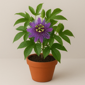 Krishna Kamal Passiflora incarnata Purple Plant with Pot