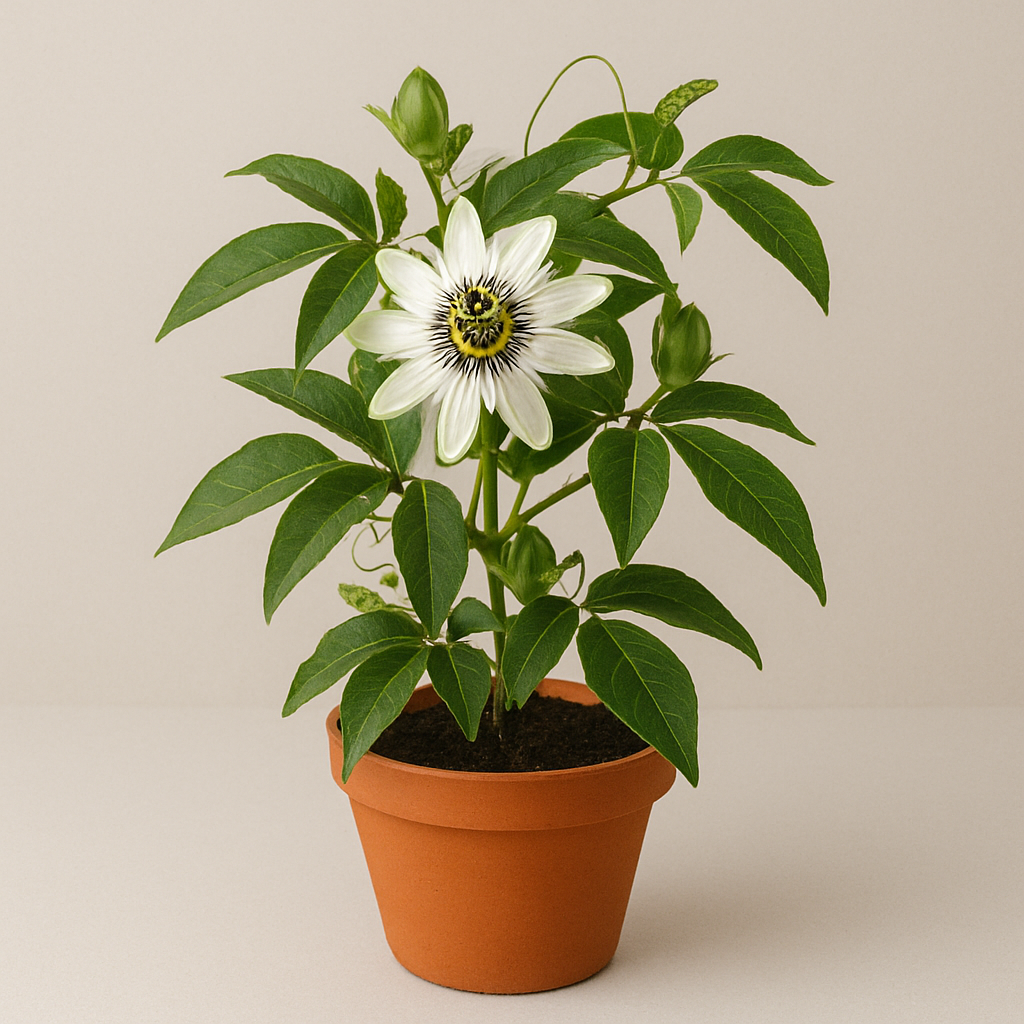 Krishna Kamal (Passiflora incarnata) white flowering plant in pot, ornamental climber for home and garden in Lucknow