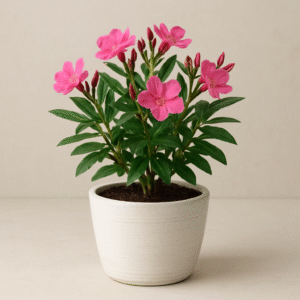 Nerium Oleander Dwarf (Kaner) plant in ceramic pot, ornamental flowering plant for home and garden in Lucknow