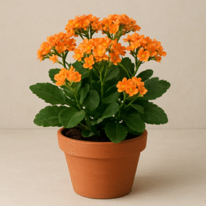 Orange Kalanchoe flowering succulent plant in pot, live ornamental plant for home and garden in Lucknow