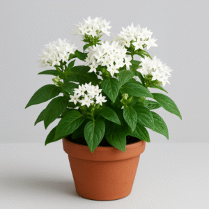 Pentas white flowering plant in pot, ornamental outdoor plant for home and garden in Lucknow