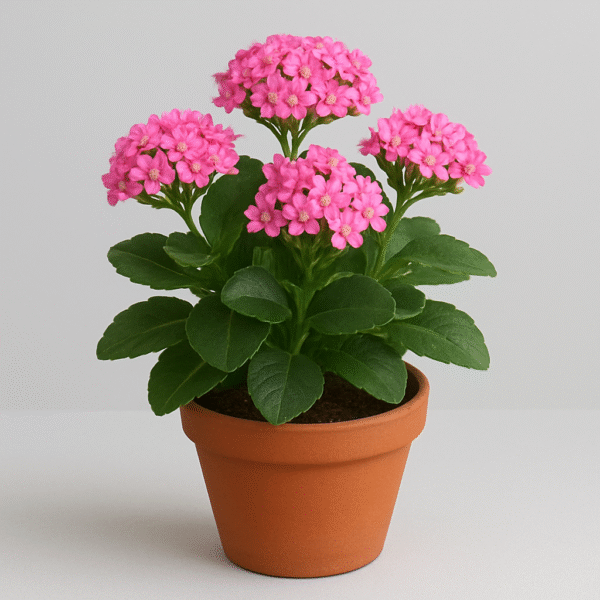 Pink Kalanchoe Flowering Plant – Indoor Succulent with Pot