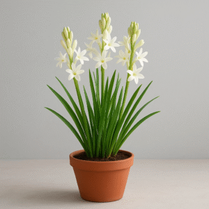 Rajnigandha (Tuberose) flowering fragrant plant in pot, ornamental and aromatic plant for home and garden in Lucknow