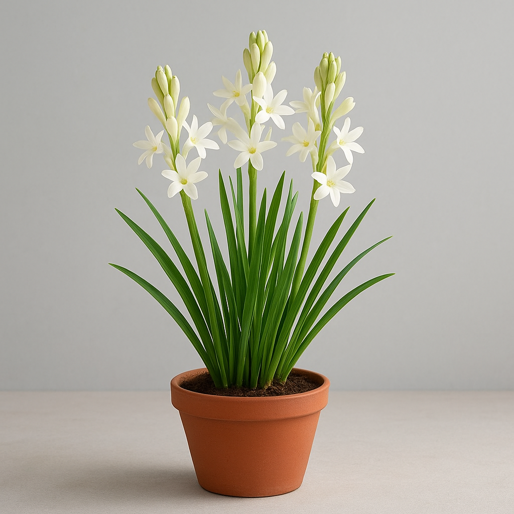 Rajnigandha (Tuberose) flowering fragrant plant in pot, ornamental and aromatic plant for home and garden in Lucknow