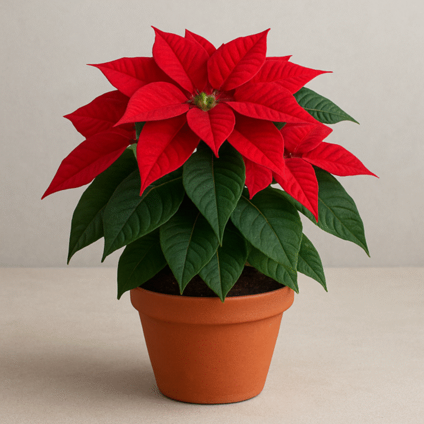 Red Poinsettia(Christmas Flower) Plant Plant with Pot